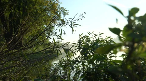 Camera movement on river edge at sunrise Stock Footage 55150078