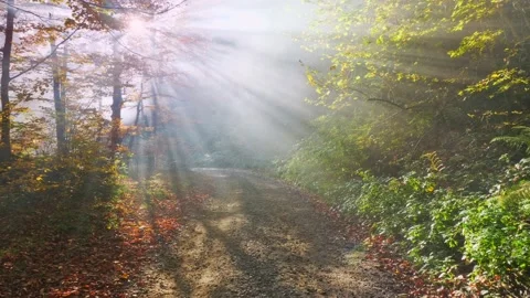 Camera movement on the road in the autumn forest and the sun shining through the Video stock 130258961
