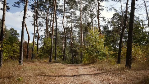 Camera movement on the road in a colorful pine forest Stock Footage 129529285