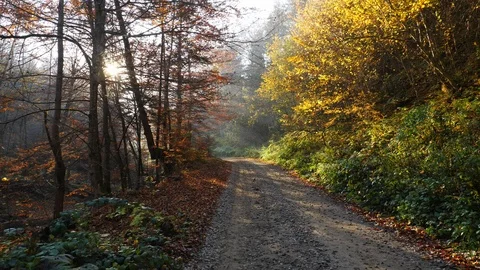Camera movement on the road in the forest, the sun shining through the foliage. Stock Footage 86213349