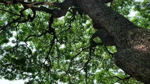 Camera movement round under big tree, conservation nature Stock Footage 198809756