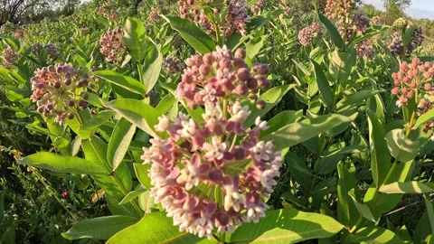 Camera Movement Showcase Honeybee on Asclepias Syriaca Blossom Stock Footage 337796361
