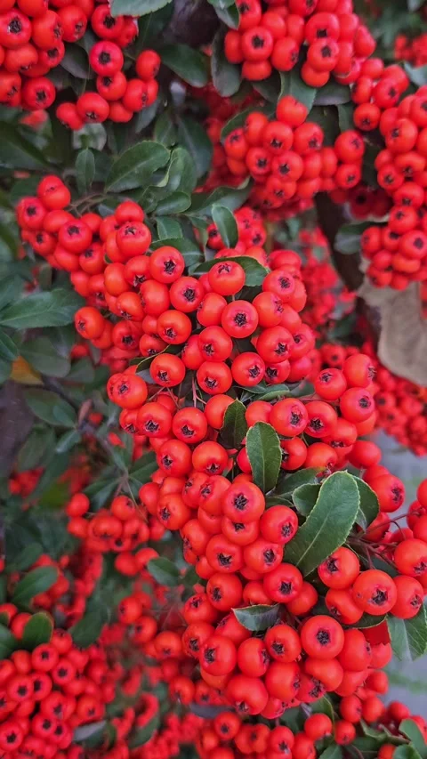 Camera movement showing dense background filled with red pyracantha berries Video stock 345722862