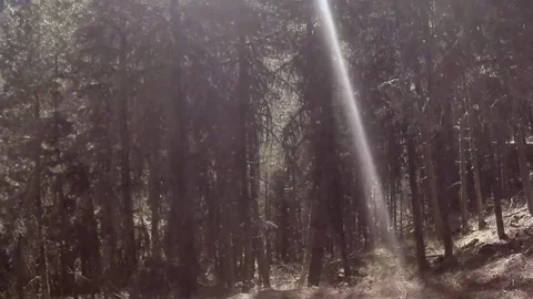 Camera movement sideways in the forest Stock Footage 76523692