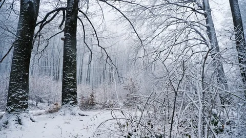 Camera movement in snowy forest. It's snowing Video stock 97465393