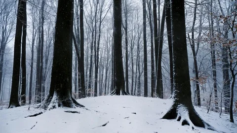 Camera movement in snowy forest. It's snowing Stock Footage 97499963