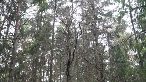 Camera movement in the spruce forest around fir branches Stock Footage 106209393