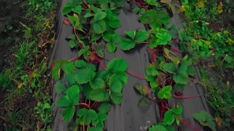 Camera movement on a strawberry plantation Stock Footage 169138803