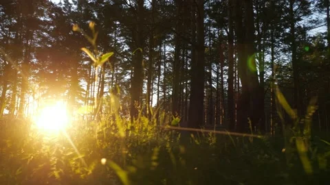 Camera movement to the sun among the grass in a pine forest at sunset Video stock 133631281