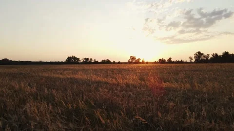 Camera movement at sunset along a wheat field Stock Footage 165392443
