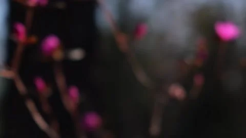 Camera movement through blurry trees and flowering rhododendron bushes in forest Stock Footage 229620000