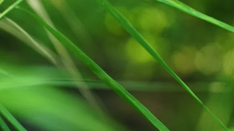 Camera movement through dense vegetation on lake shore in Mecklenburg-Vorpommern Stock Footage 219997529