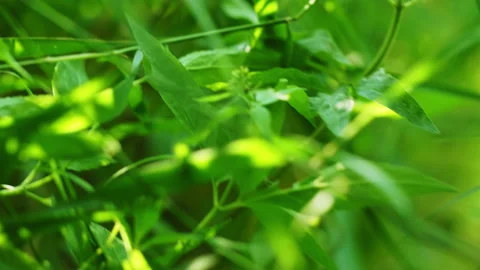 Camera movement through dense vegetation on lake shore in Mecklenburg-Vorpommern Stock Footage 219997662