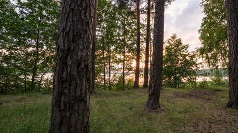 Camera movement through forest thicket, sunlight through forest trees Stock Footage 205495924