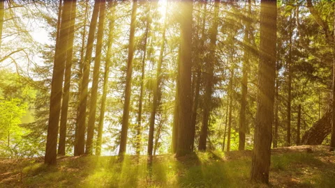 Camera movement through forest thicket, sunlight through forest trees Stock Footage 231260236