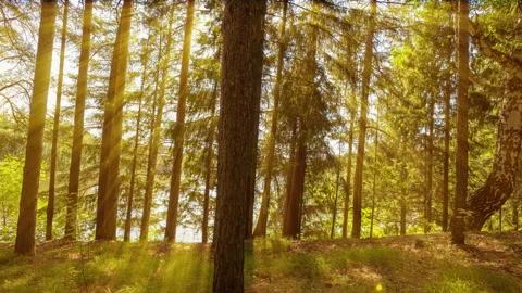 Camera movement through forest thicket, sunlight through forest trees Stock Footage 232339320