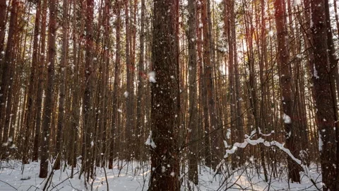 Camera movement through forest winter thicket, sunlight through forest trees Stock Footage 231074281