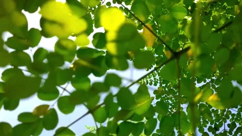 Camera movement through the gaps in the leaves and trunk of the Moringa tree Stock Footage 273144238