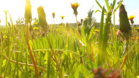 Camera movement through grass and wild flowers, beautiful summer landscape Stock Footage 196233053