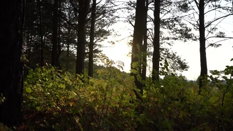 Camera movement through the grass in the forest Stockbeeldmateriaal 139674793