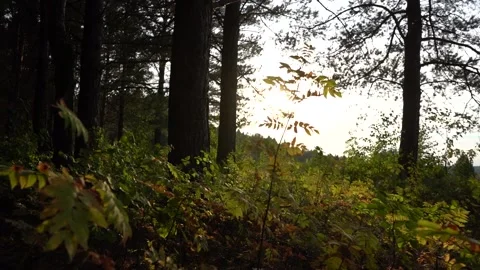 Camera movement through the grass in the forest Video stock 139677278