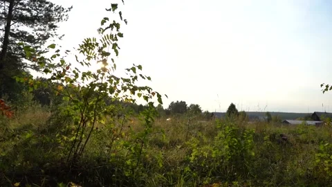 Camera movement through the grass in the forest Stock Footage 139677328