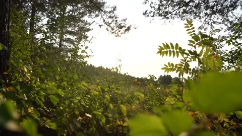Camera movement through the grass in the forest Stock Footage 139677383