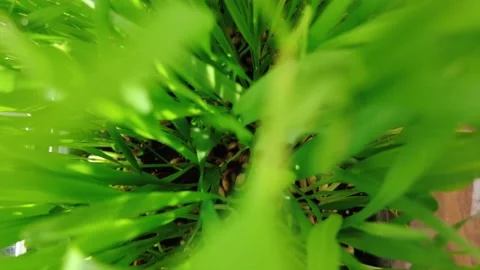 Camera movement through the grass. green grass close-up Stock Footage 153283629