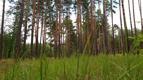 Camera movement on through grass growing in a pine forest. Vídeos de archivo 133636255