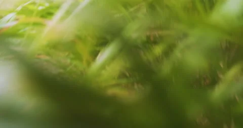 Camera movement through green bright grass, defocus, blur Stock Footage 194386784