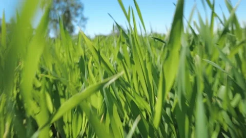 Camera movement through green grass Stock Footage 199487170