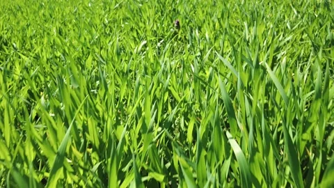 Camera movement through green grass Stock Footage 201888380