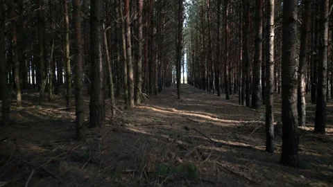 Camera movement through narrow pine tree forest aisle during sunny day. Stock Footage 337786760