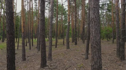 Camera Movement Through Pine Forest Stock Footage 217549137