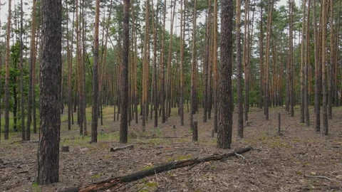 Camera Movement Through Pine Forest. 스톡 동영상 236404689