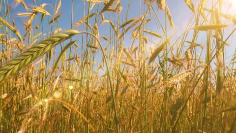 Camera movement through ripe ears of wheat, Wheat field, ears of wheat swaying Stock Footage 206456854