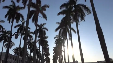 Camera Movement through the royal palm alley at West Palm beach, Florida Video stock 63392781