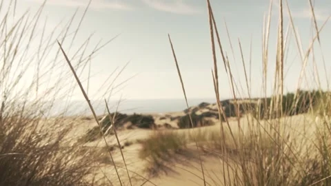 Camera Movement Through Sand Grass Stock Footage 150512591