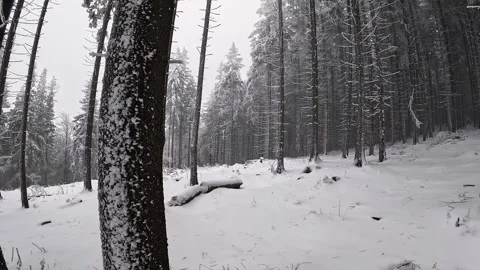 Camera movement through a snowy forest in extreme cold Stock Footage 317847507