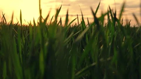 Camera movement through sprouts Wheat. Green wheat sprouts on field against sky Stock Footage 264584368