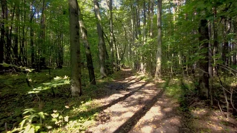 Camera movement through sunlight through forest oak trees. Stock Footage 284130564