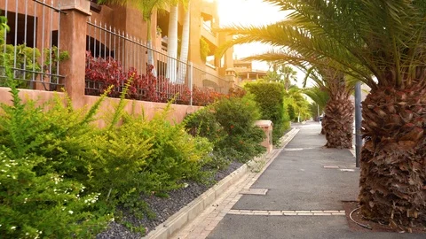 Camera movement through the tropical palm alley at sunset. Tenerife, Canary Video stock 115966175