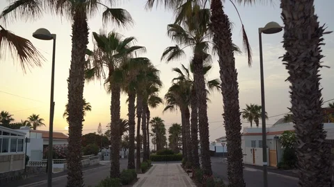 Camera movement through the tropical palm alley at sunset. Tenerife, Canary Stock Footage 127964681