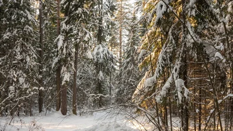 Camera movement through a winter forest thicket, a beautiful winter landscape Stock Footage 230443978