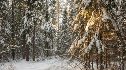 Camera movement through a winter forest thicket, a beautiful winter landscape Stock Footage 231260021