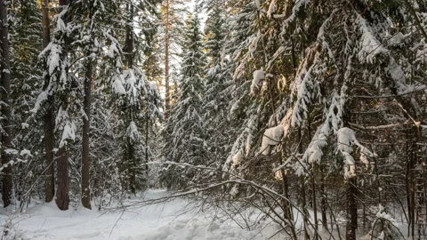Camera movement through a winter forest thicket, a beautiful winter landscape Stock Footage 231633233