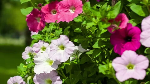 Camera movement from top to down on a bed with petunias Stock Footage 40006583