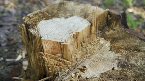 Camera movement from tree stump. 스톡 동영상 197542523