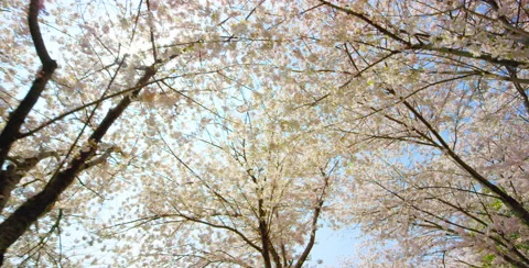 Camera movement under Cherry Blossom trees with sun piercing through flowers Stock Footage 64025798