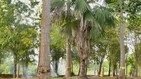 Camera movement View of the big tree Stock Footage 100701222